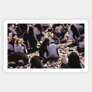 Royal Penguins Nesting in the Rookery Sticker